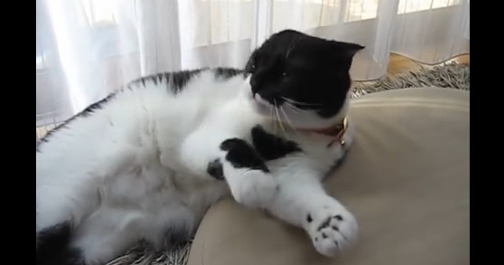 不器用なネコ