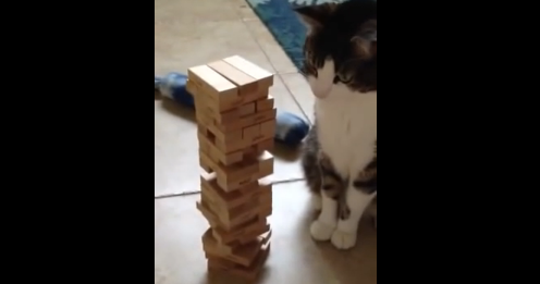 ジェンガをする猫