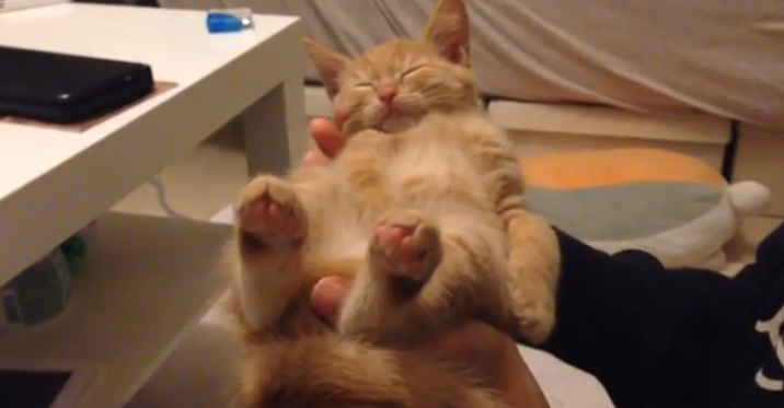 これはかわいい 手の上で眠ってしまった子猫が完全にぬいぐるみ状態 Buzzmag