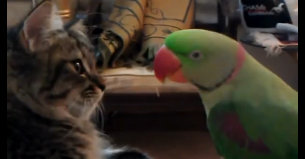 にゃあと鳴くオウム