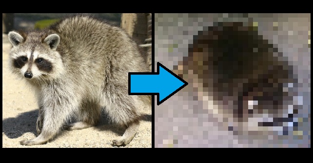 丸すぎるアライグマ