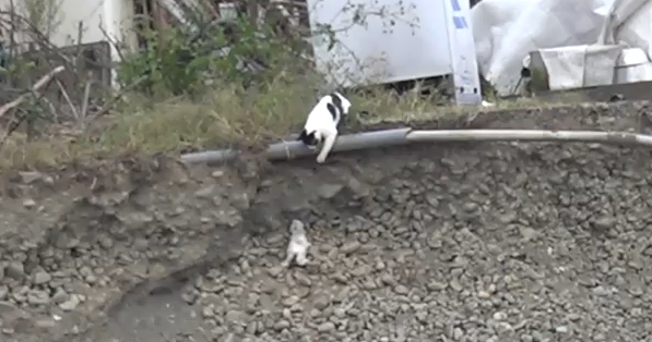 ネコの親子