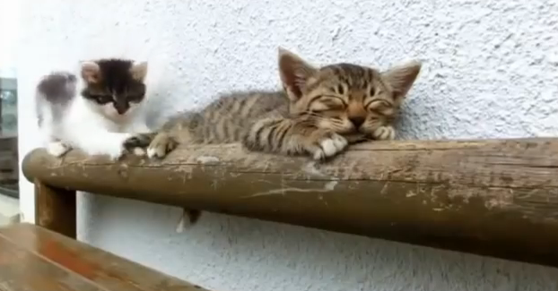爆睡する子猫とちょっかいを出し続ける子猫