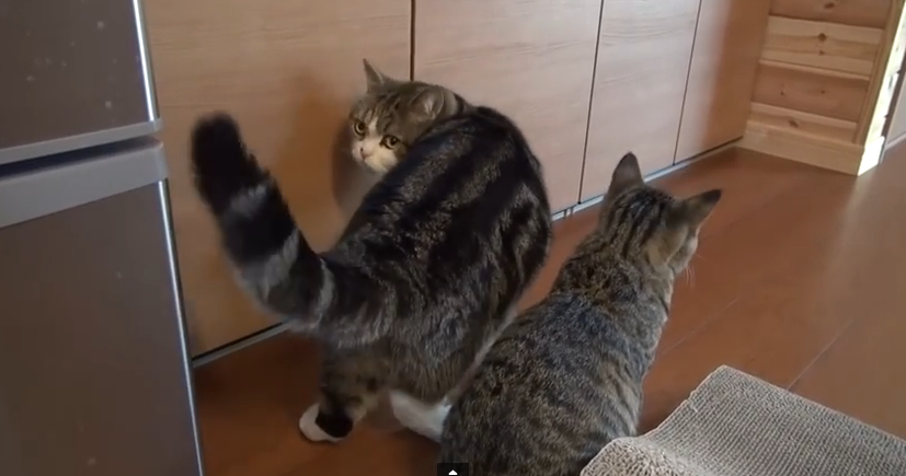 ネコのコント