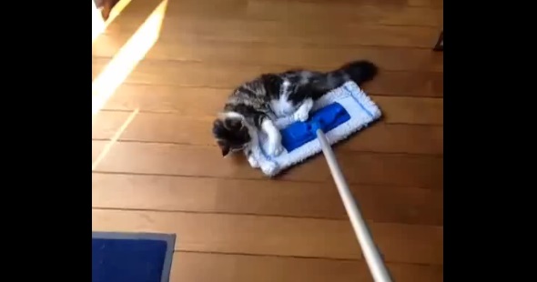 モップでごきげんな遊びをしているネコ