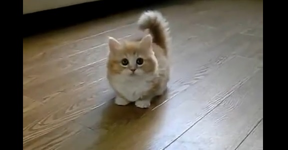 猫じゃらしの動きに付いて行けていないモフモフの子猫