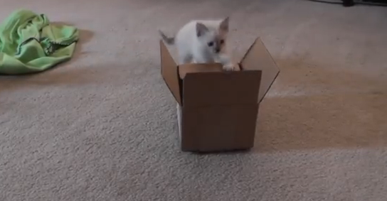 子猫にはじめてダンボールを与えるとこうなった