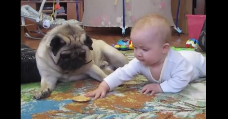 良きライバル 笑 赤ちゃんがクッキーに手を伸ばすと まぁ待て と止めるパグ Buzzmag