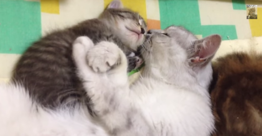 幸せなひととき グーパーしながら上機嫌で眠る母猫が子猫にそっとキスをした Buzzmag