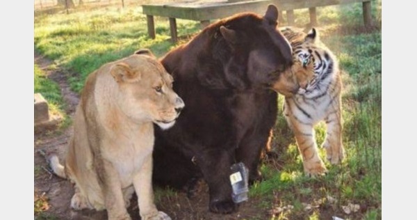 強い絆で結ばれた3匹 姿は違えども仲良しなクマとトラとライオンの一家 Buzzmag