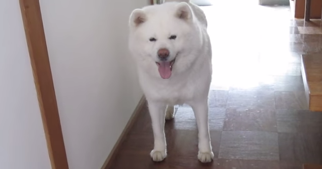 ご主人いた 数分間 離れていただけなのに 思いっきり甘えてくる秋田犬 Buzzmag