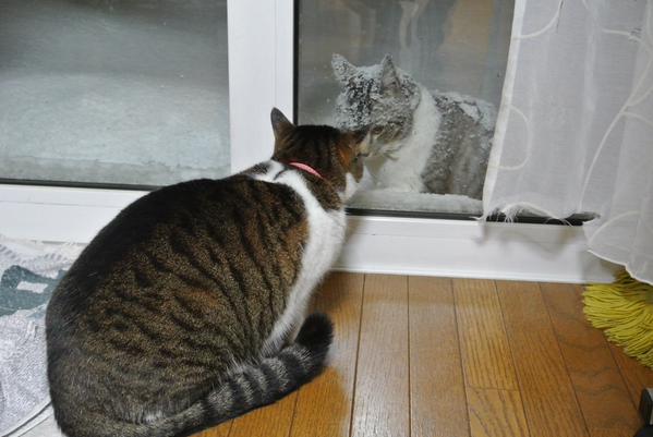 雪の中を毎日 家猫に会いにくる猫 恋ですか いいえ違います 笑 Buzzmag