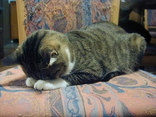 全力で守りたい みんなのペットのおもしろかわいい寝顔 11選 Buzzmag