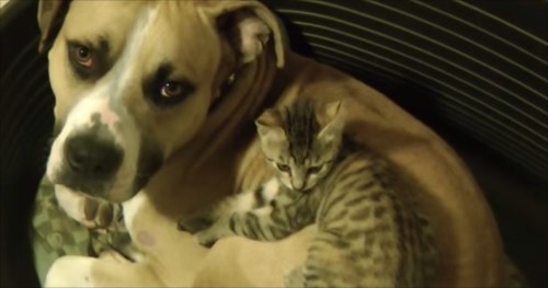 最高の相棒!本当の兄弟みたいに仲良く喧嘩するピットブルと子ネコ