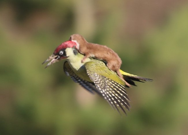 奇跡の瞬間 キツツキに乗って空を舞うイタチの赤ちゃんの写真が話題に Buzzmag