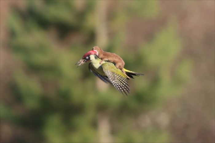 奇跡の瞬間 キツツキに乗って空を舞うイタチの赤ちゃんの写真が話題に Buzzmag