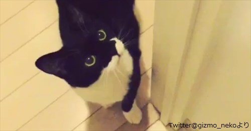 これはかわいい 撫でてもらえなかったネコが見せた無防備アピール Buzzmag