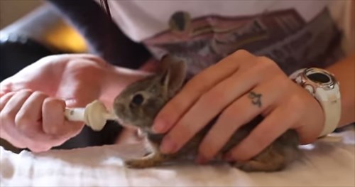 かわいすぎる 保護した子ウサギにミルクをあげると手をパタパタして上機嫌 Buzzmag