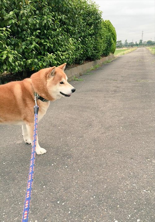 どうする 笑 散歩をしていると特殊な訓練を受けてそうな猫が現れた 7枚 Buzzmag