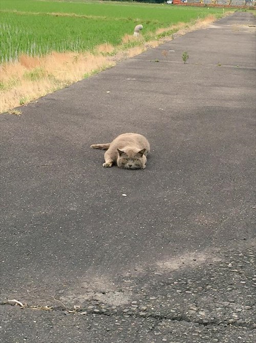 どうする 笑 散歩をしていると特殊な訓練を受けてそうな猫が現れた 7枚 Buzzmag