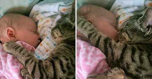 妊娠中に猫を保護したところ 生まれてきた赤ちゃんと大の仲良しに 12枚 Buzzmag
