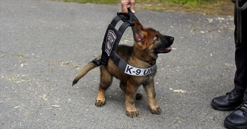 最も選択された 警察 犬 かわいい 8756 警察犬 かわいい シェパード Blogsaejpsongo