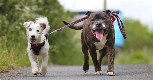 目が見えない犬の目になってあげる相棒犬 捨てられた2匹をつなぐ固い絆 Buzzmag