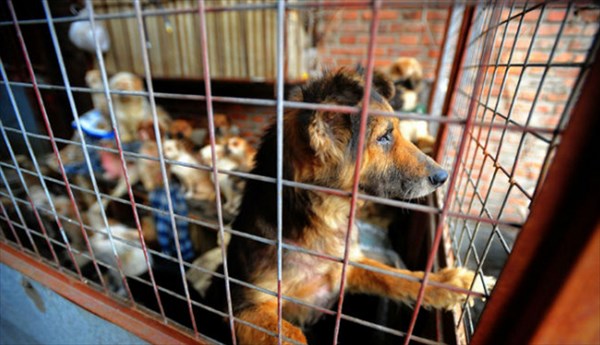 犬肉祭で虐殺されてしまうはずだった360匹もの犬を救った中国人女性の話 Buzzmag