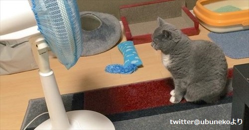 ネコもやるらしい 笑 扇風機の前で定番のアレをやるネコが話題に 2枚 Buzzmag