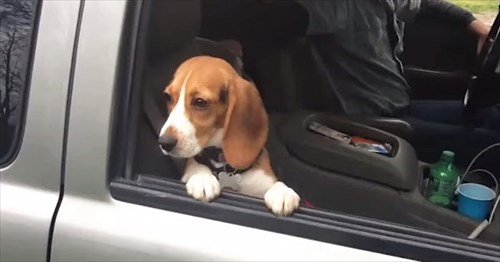 愛くるしすぎる 車の窓に手をかける子犬 窓を閉めようとすると Buzzmag