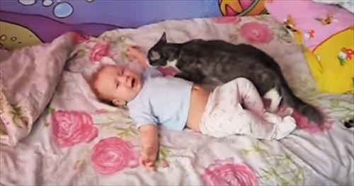 優しすぎる 泣き出した赤ちゃんに駆け寄ったネコの行動が完全に母親 Buzzmag