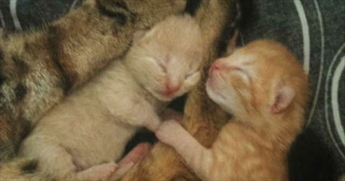 妊娠3ヵ月のときに貰われた子猫 お腹と一緒に大きくなり お腹の上が大好きに 9枚 Buzzmag