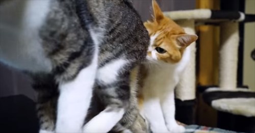 これはアカンにゃ！先輩ネコのお尻を嗅いでみたネコの反応(笑)  BUZZmag