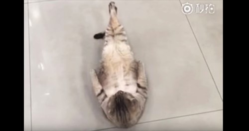 猫が変な形になっていた 何をしているのかと思ったら すごい Buzzmag