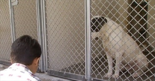 心に傷を負った保護犬たちに6歳の自閉症の男の子がやり続けていること Buzzmag