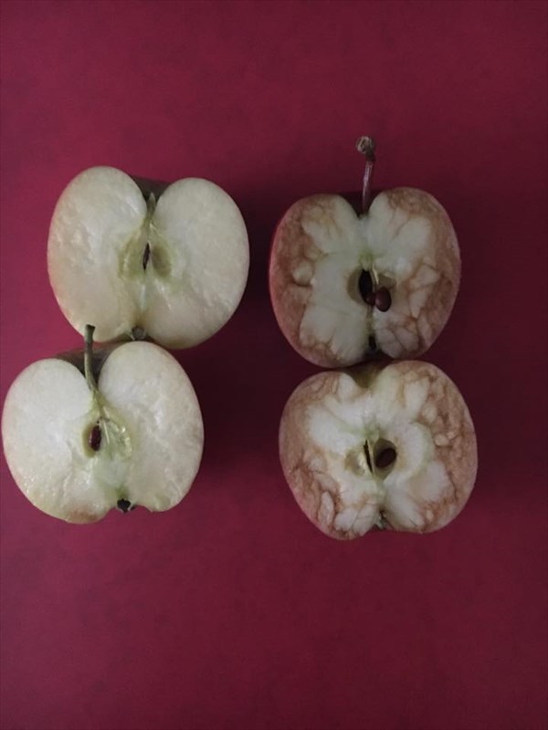 特定のリンゴを罵倒し続けた先生がそれを切ると いじめに関するユニークな授業 Buzzmag
