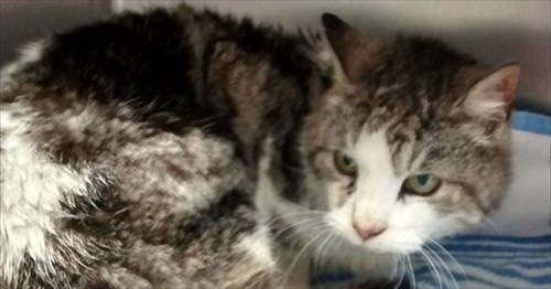 嵐の日にいなくなり 4年後に見つかった猫の表情が どうしてこうなった 笑 2枚 Buzzmag