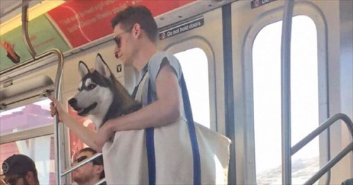 大型犬を連れて電車に乗るとき ニューヨーカーたちはこうする 笑 4枚 Buzzmag