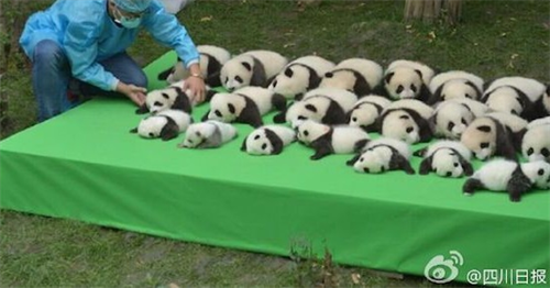 中国四川省で23匹のパンダの赤ちゃんが公開 かわいいハプニングも 笑 7枚 Buzzmag