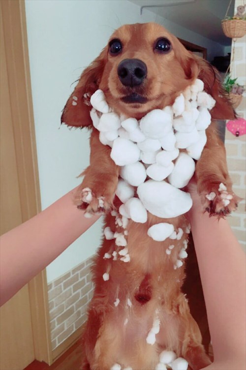 うちの愛犬たちが雪の庭を駆け回ってきた結果 こんなことに 笑 Buzzmag