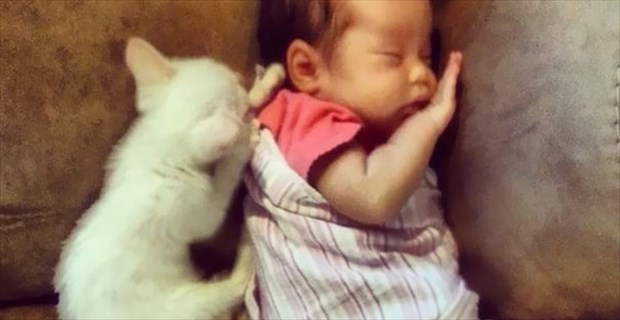 娘は猫と話せるみたい キュートな2人は 出会った日からずっと仲良し 10枚 Buzzmag