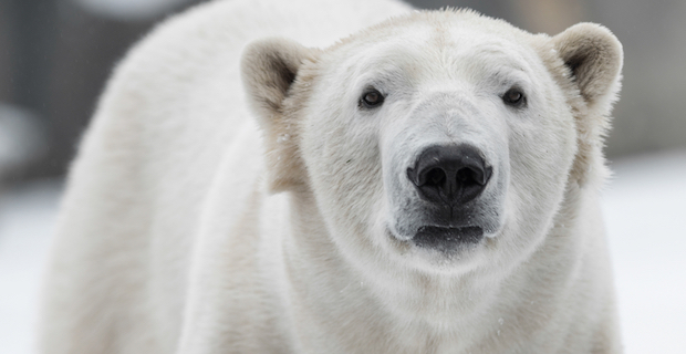 そこ気にしてたのか ホッキョクグマが狩りの際に見せる仕草が可愛いすぎる 笑 Buzzmag