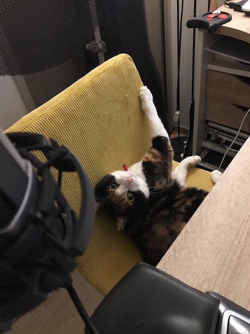 椅子に引っかかった猫の爪を取ってあげたらu2026構ってもらえたことに味を