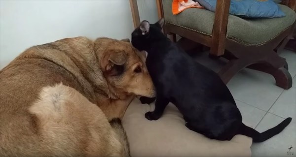 大好きな犬の毛づくろいをしていた猫は 途中で感極まってしまい Buzzmag