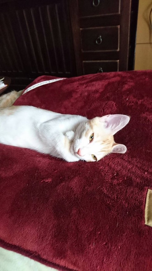 友達の猫の寝姿がすごくファラオだった なんだこの崇高な寝相は 笑 Buzzmag