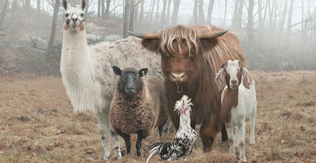 溢れ出るバンド感 めちゃくちゃ ジャケ写 っぽい動物たちの写真 10選 Buzzmag