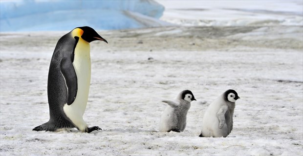 かわいい皇帝ペンギンの 子育ての過酷さがわかるスゴロク が話題に 無理だあぁ Buzzmag