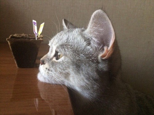 何かを見つめる猫 集中するあまり アゴ が可愛すぎることに 笑 Buzzmag