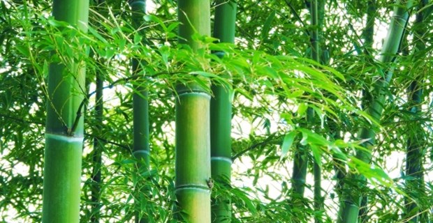 竹の恐るべき生命力 を物語る1枚の画像に Twitterが騒然 Buzzmag