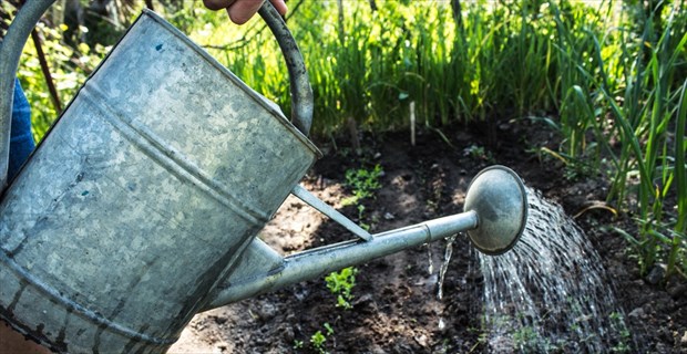 干からびたカエルを発見。試しに水をかけてみると…すげえええ！ BUZZmag